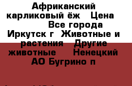 Африканский карликовый ёж › Цена ­ 6 000 - Все города, Иркутск г. Животные и растения » Другие животные   . Ненецкий АО,Бугрино п.